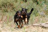 BEAUCERON 255